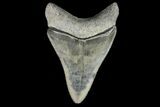 Serrated, Fossil Megalodon Tooth - Bone Valley, Florida #145079-1